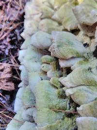 Trichaptum abietinum image