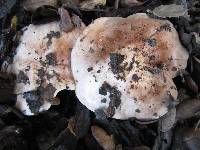 Tricholoma dryophilum image