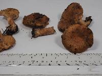 Lactarius xanthogalactus image