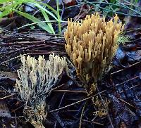 Ramaria abietina image