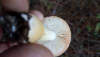 Amanita persicina image