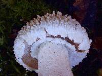 Amanita magniverrucata image