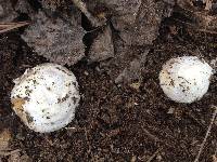 Amanita protecta image