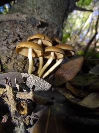 Psathyrella piluliformis image