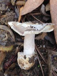 Amanita protecta image