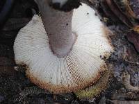 Amanita protecta image