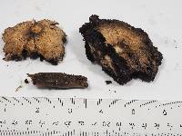 Agaricus californicus image