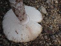 Amanita protecta image