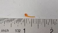 Hygrocybe miniata image