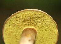 Pseudoboletus parasiticus image