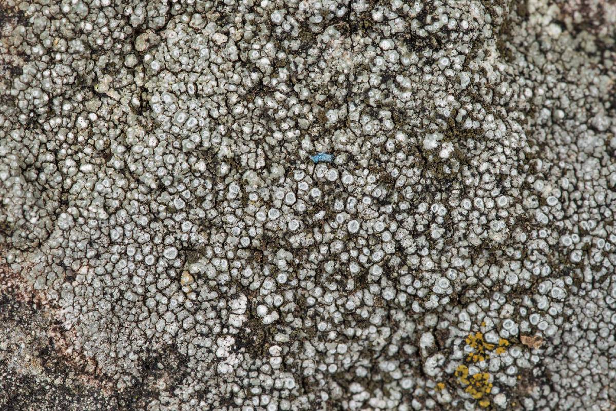 Circinaria contorta image