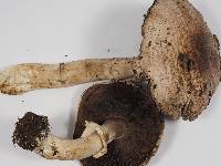 Agaricus hondensis image