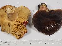 Russula xerampelina image