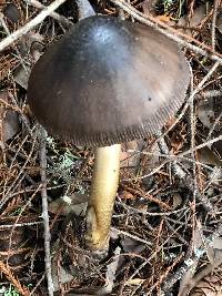 Amanita pachycolea image