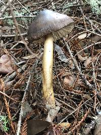 Amanita pachycolea image