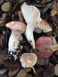 Hygrophorus roseobrunneus image