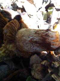 Cortinarius glutinosoarmillatus image