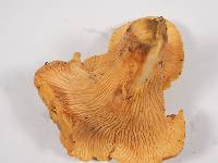 Cantharellus formosus image