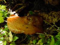 Auricularia delicata image