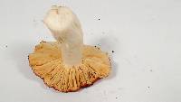 Russula olivacea image