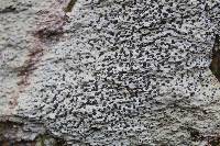 Porpidia albocaerulescens var. albocaerulescens image