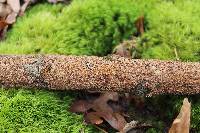 Hydnoporia olivacea image