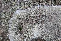 Lecanora subimmergens image