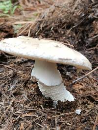 Amanita excelsa image