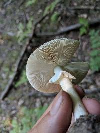 Amanita brunnescens image