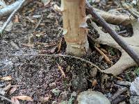 Amanita rubescens var. rubescens image