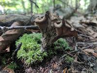 Craterellus fallax image