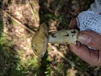 Gyroporus cyanescens image