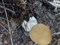 Amanita murrilliana image