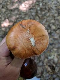 Cortinarius corrugatus image