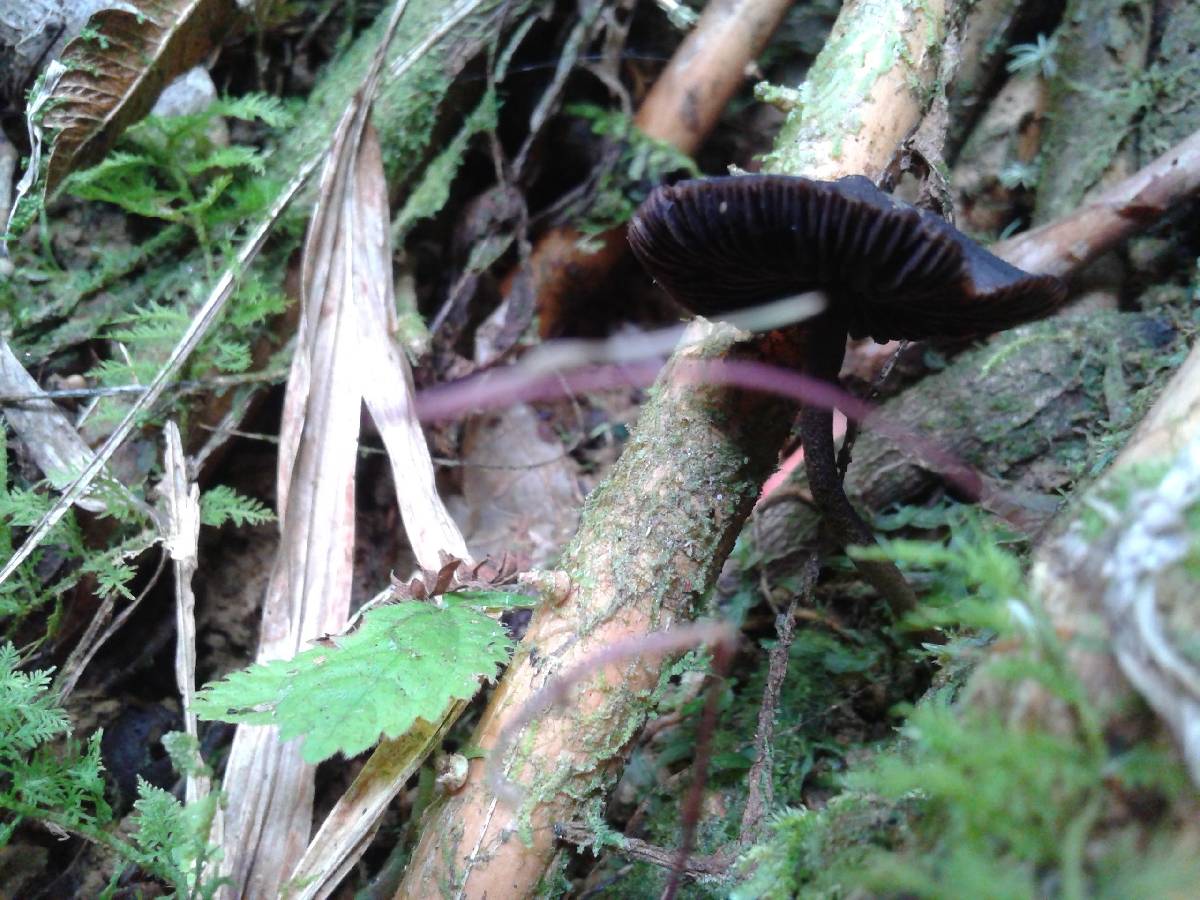 Psilocybe guilartensis image