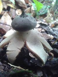 Geastrum lloydianum image