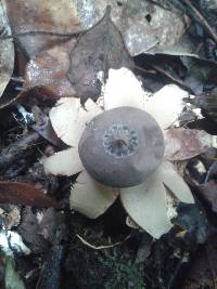 Geastrum lloydianum image