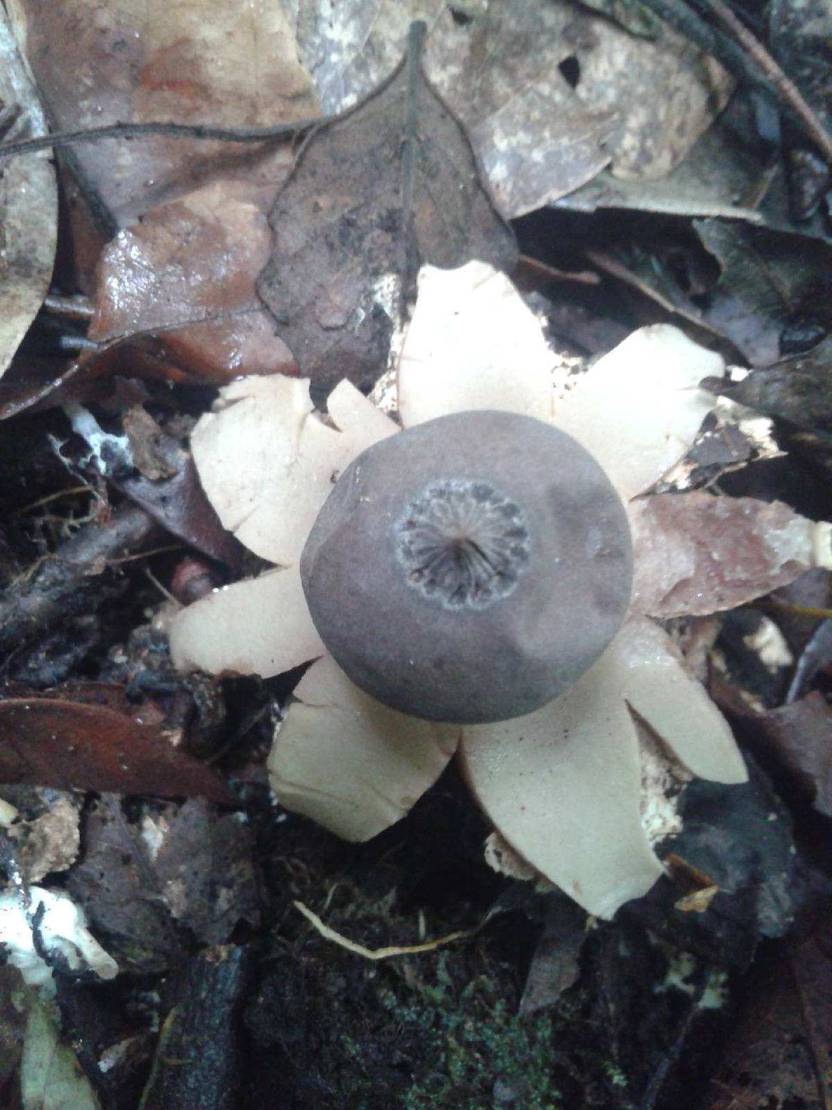 Geastrum lloydianum image