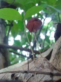 Marasmius haematocephalus image