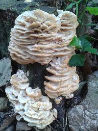 Vanderbylia robiniophila image