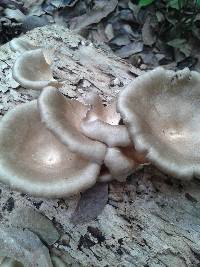 Lentinus sajor-caju image