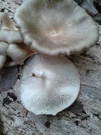 Lentinus sajor-caju image