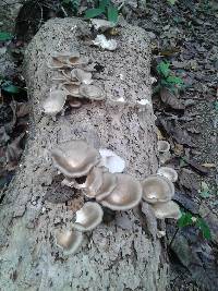 Lentinus sajor-caju image