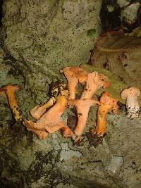 Cantharellus coccolobae image