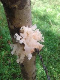 Tremella fuciformis image