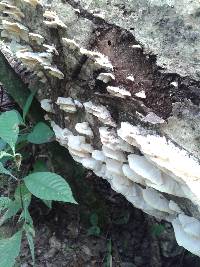 Trametes membranacea image