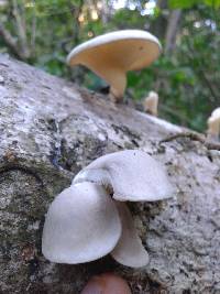 Pleurotus djamor image