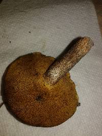 Suillus cothurnatus image