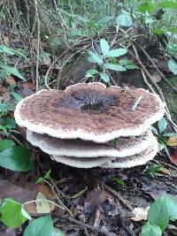 Laetiporus persicinus image