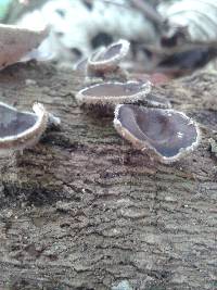 Auricularia nigricans image